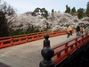 2013年4月23日　鶴ヶ城の桜