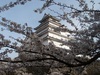 2013年4月23日　鶴ヶ城の桜