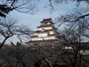 2013年4月23日　鶴ヶ城の桜