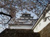 2013年4月23日　鶴ヶ城の桜