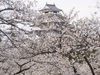 2013年4月23日　鶴ヶ城の桜