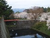 2013年4月23日　鶴ヶ城の桜