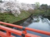 2013年4月23日　鶴ヶ城の桜